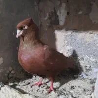 فروشی پرشی و یاهو