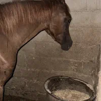 فروش دو عدد مادیان یکسر درجه یک