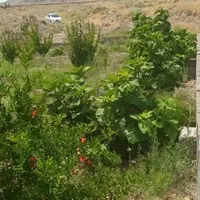 باغچه دنج زیبا روستای خوش اب وهوا زواریان|فروش زمین و ملک کلنگی|قم, بکایی|دیوار