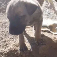 سگ محلی|سگ|ماسوله, |دیوار