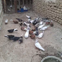 کبوترپرش|پرنده|فاضل آباد, |دیوار
