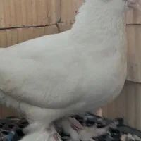 کبوتر یا کفتر