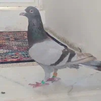 کبوتر مشکی دورگ