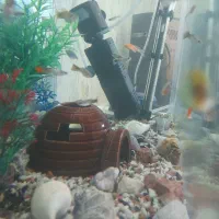 ماهی اکواریمی|ماهی|مراغه, |دیوار