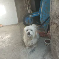 سگ نر پا کوتاه باهوش فهمیده