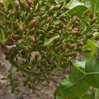 فروش خانه باغ