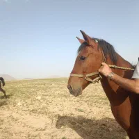 دو عدد کره اسب
