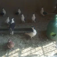 تعدادی پرنده کفتر