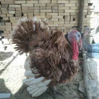 فروش یک جفت بوقلمون نر وماده