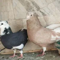 کفتر کبوتر|پرنده|تهران, دولتخواه شمالی|دیوار