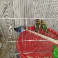 طوطی برزیلی 2 ماهه دستی کاملا رام