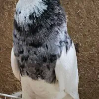 ماده طوقی هفت‌رنگ فروشی