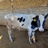 گاو باگوساله