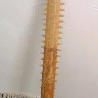 شمشیر دندان کوسه ماهی قرن 4قبل از میلاد|کلکسیون اشیاء عتیقه|سیرجان, |دیوار