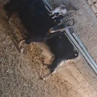 بز جوون|حیوانات مزرعه|مرودشت, نقش رستم|دیوار