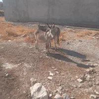 فروش دو عدد الاغ ماده
