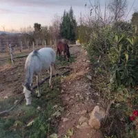فروش دو راس اسب دره شولی