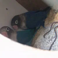 جفت طوطی برزیلی مولد|پرنده|آبپخش, |دیوار