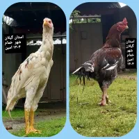 تخم مرغ لاری اصل|حیوانات مزرعه|خمام, |دیوار