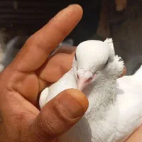 پرشی|پرنده|دلوار, |دیوار