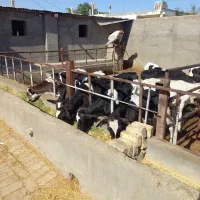 گوساله نر هلشتاین شیر گرفته|حیوانات مزرعه|شال, |دیوار