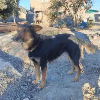 سگ هاسکی ژرمن.|سگ|گنبد کاووس, |دیوار