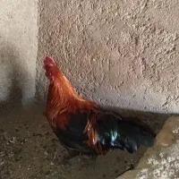 خروس|حیوانات مزرعه|برخوار, |دیوار