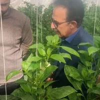 دوره جامع مدیریت گلخانه صیفیجات وپرورش قارچ|خدمات آموزشی|نجفآباد, امیرآباد|دیوار