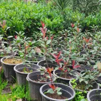 پیتسپروم،فوتونیا،یاس هلندی،لاوسون|گل و گیاه طبیعی|کلاچای, |دیوار