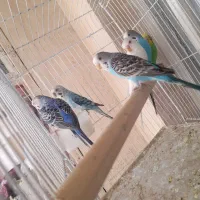 مرغ عشق 100|پرنده|شیراز, لب آب|دیوار