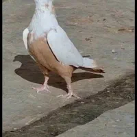 ۴تا‌کبوتر دمبی سیاه زرد قهوه ای|پرنده|تاکستان, |دیوار