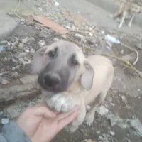 واگذاری به سرپرستی توله های اصل سراب