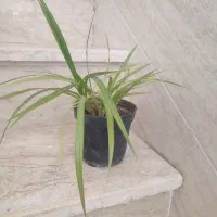 گل و گیاه قیمت مفت + اشانتیون، معاوضه یا فروش