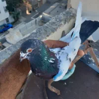 کفتر|پرنده|بندرعباس, |دیوار