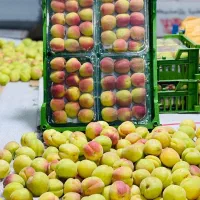میوه مجالس|خدمات پذیرایی، مراسم|تهران, میدان میوه و تره‌بار مرکزی|دیوار