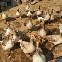 غاز|حیوانات مزرعه|کرخه, |دیوار