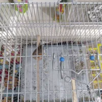 سهره قناری نر دهن دار و نشون دار دم سفید|پرنده|الیگودرز, |دیوار