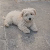 سگ شیتزو باهوش