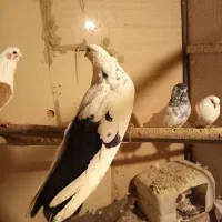 کبوتردم سیاه|پرنده|محمدشهر, محمدشهر|دیوار