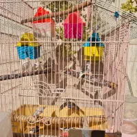 فروش تعدادی فنچ بالغ نر و ماده