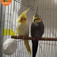 عروس هلندی جفت مولد و سخنگو