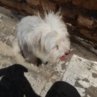 سگ پاپی ماده