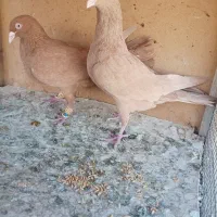 کبوتر هفت رنگ ، سیاهپوش،دم سفید ،زرد بتو نروماده،|پرنده|قزوین, |دیوار