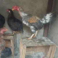 مرغ و خروس