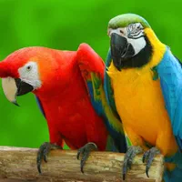 پرنده سرای آسمان.|لوازم جانبی حیوانات|پرند, فاز ۶|دیوار