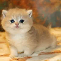 شهر گربه های بانمک (پرشین / بریتیش / اسکاتیش)