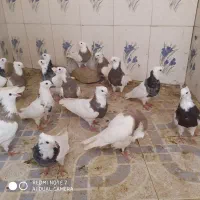 پرنده طوقی پلدختر