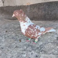 سرخ افغانی ماده بدون پر دم غلط