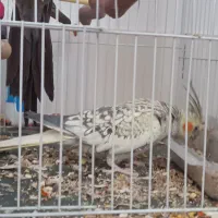 قبول سرپرستی پرندگان