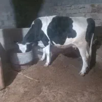 گاوشکم اول باگوساله